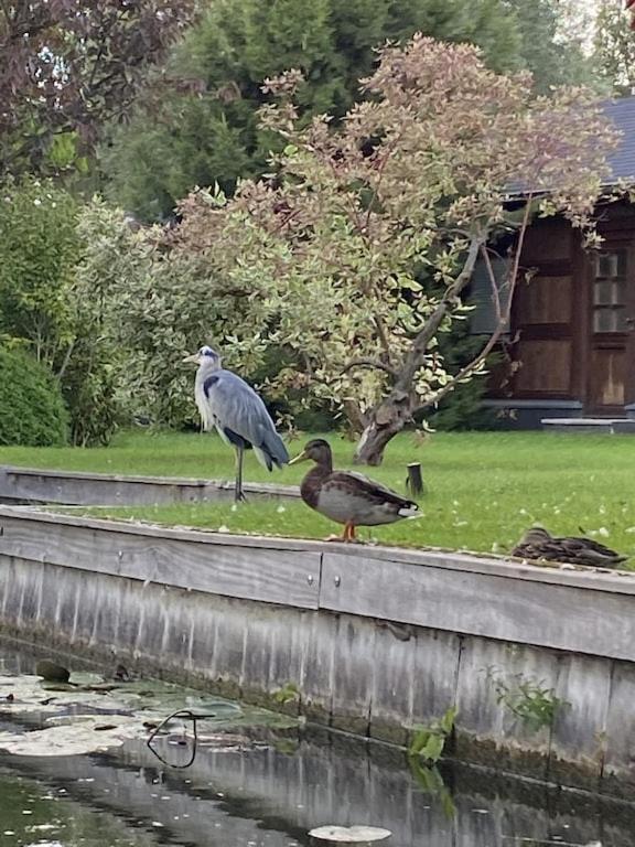 Holzhaus Mit Direktem Wasserzugang In Berlin-Koepenick Dış mekan fotoğraf