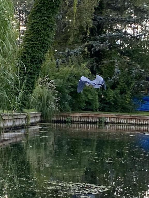 Holzhaus Mit Direktem Wasserzugang In Berlin-Koepenick Dış mekan fotoğraf